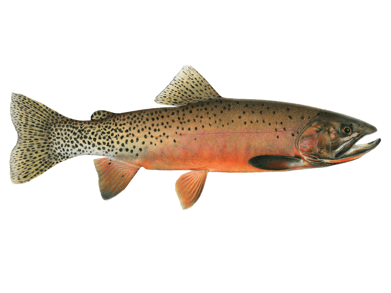 Cutthroat Trout